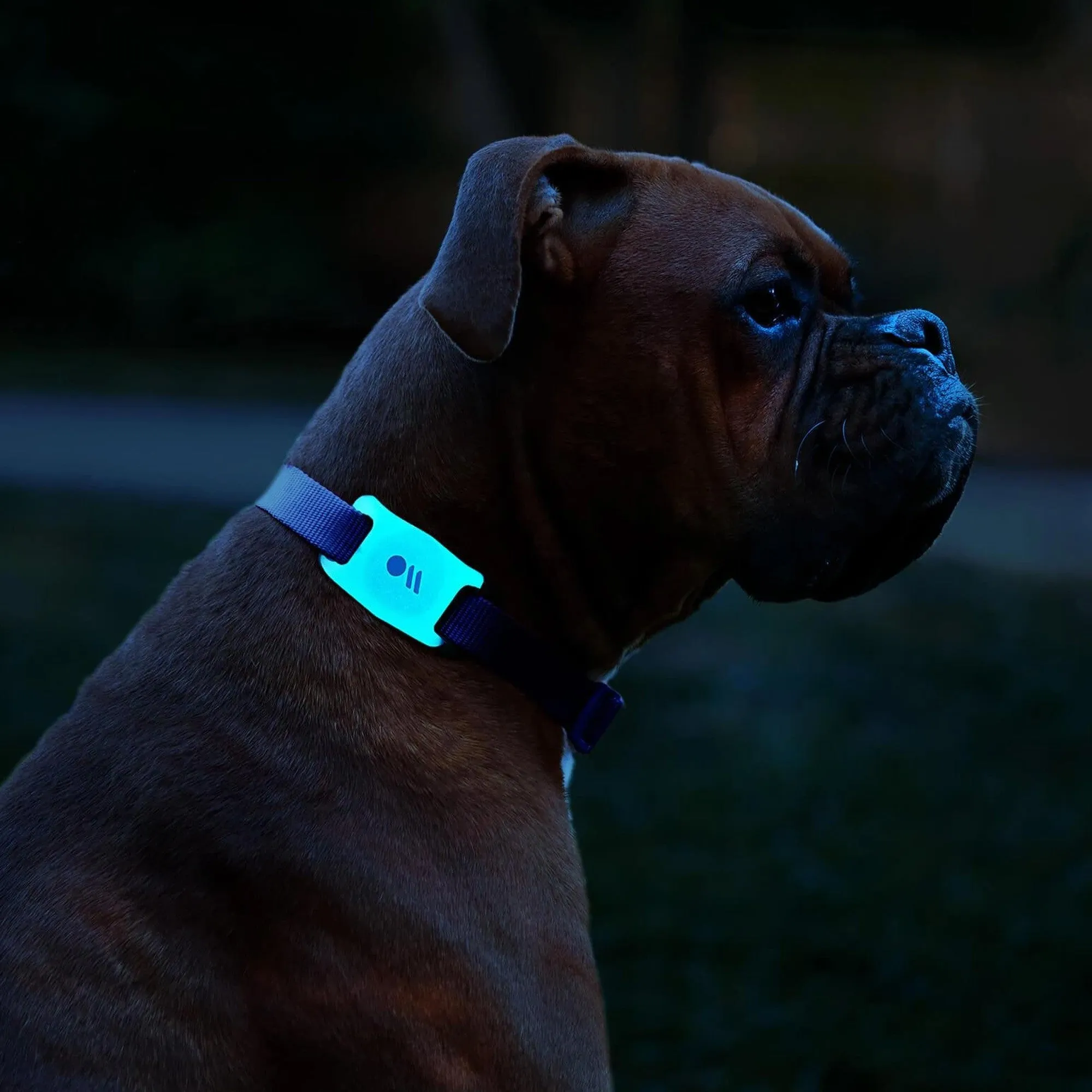 Apple AirTag Case-Mate Dog Collar - Glow in the Dark - 15-09953