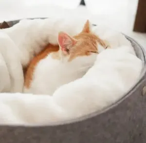 Bed Cat Bed: Cozy Comfort All Year Round