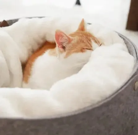 Bed Cat Bed: Cozy Comfort All Year Round