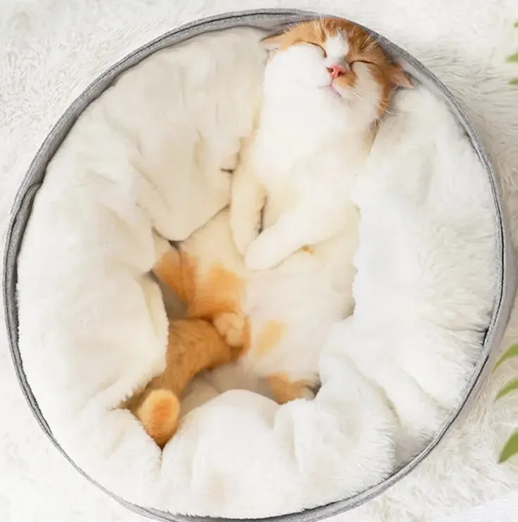 Bed Cat Bed: Cozy Comfort All Year Round