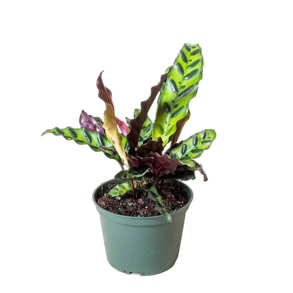 Calathea Lancifolia 6 Inch Pot