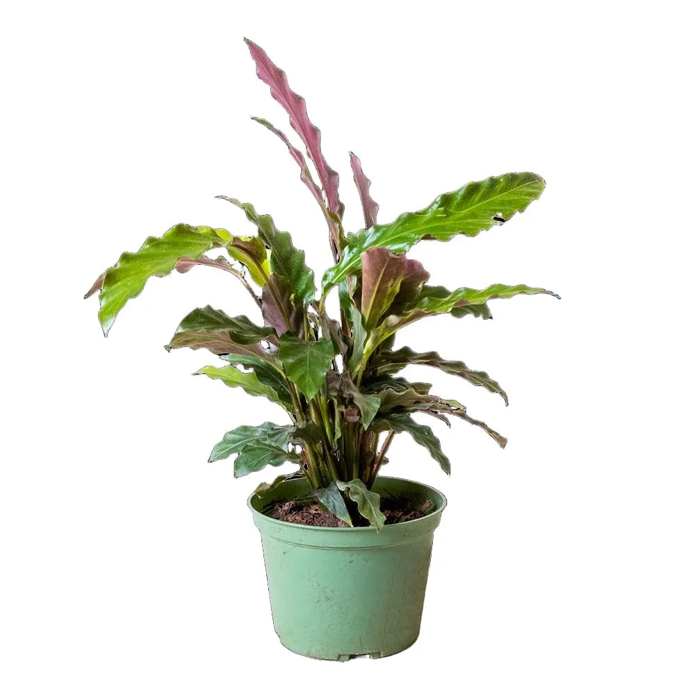 Calathea Rufibarba 6 Inch Pot