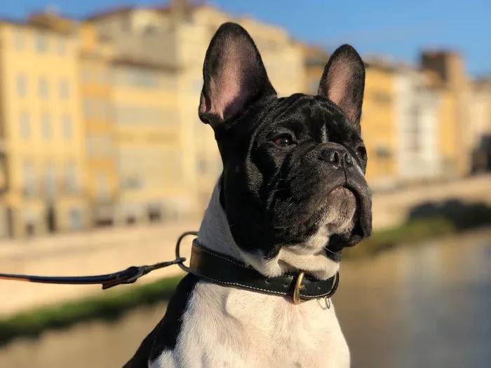 Classic Black Leather Collar from Florenze Italy