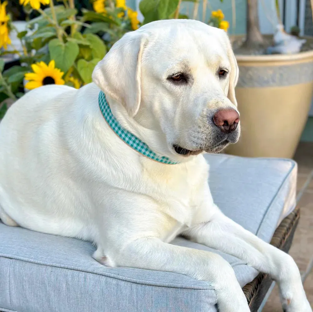 Collar | Turquoise Gingham