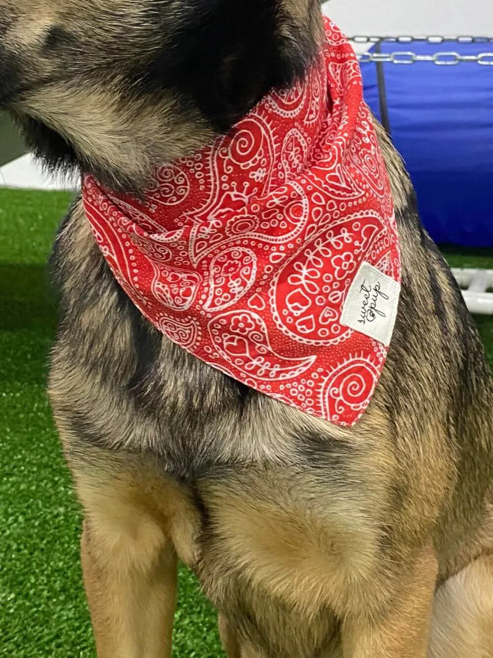 Dog Bandana - Rodeo Red