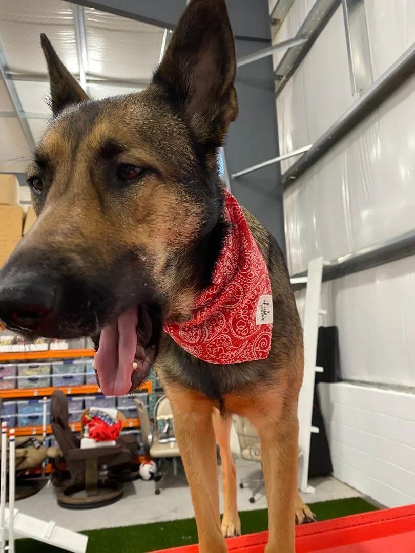 Dog Bandana - Rodeo Red