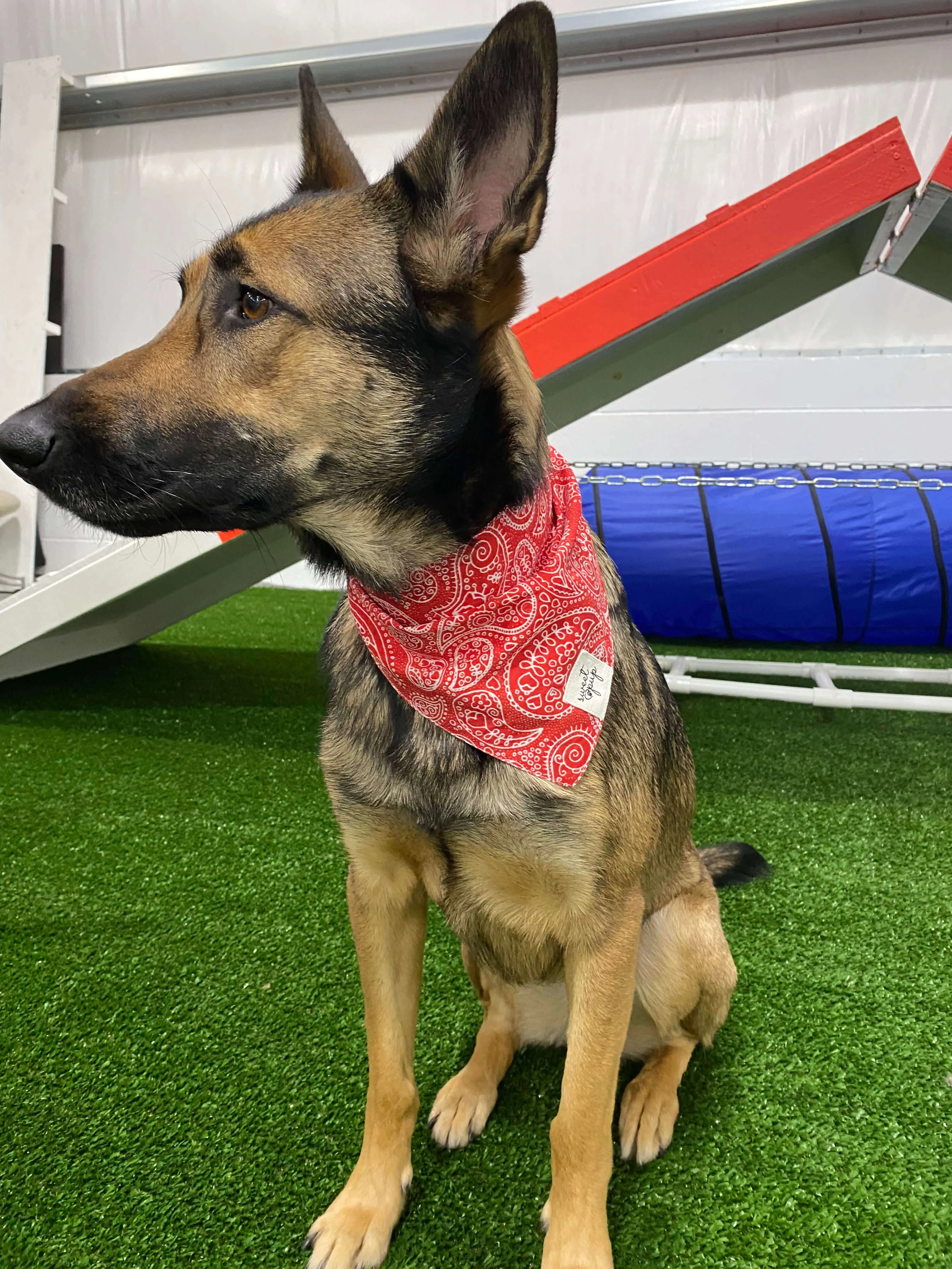 Dog Bandana - Rodeo Red