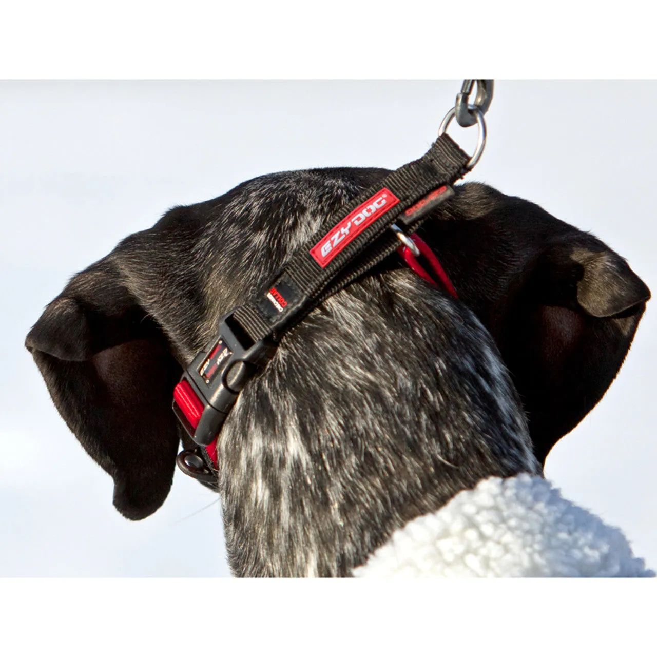 EzyDog - Checkmate Training Collar (For Dogs)