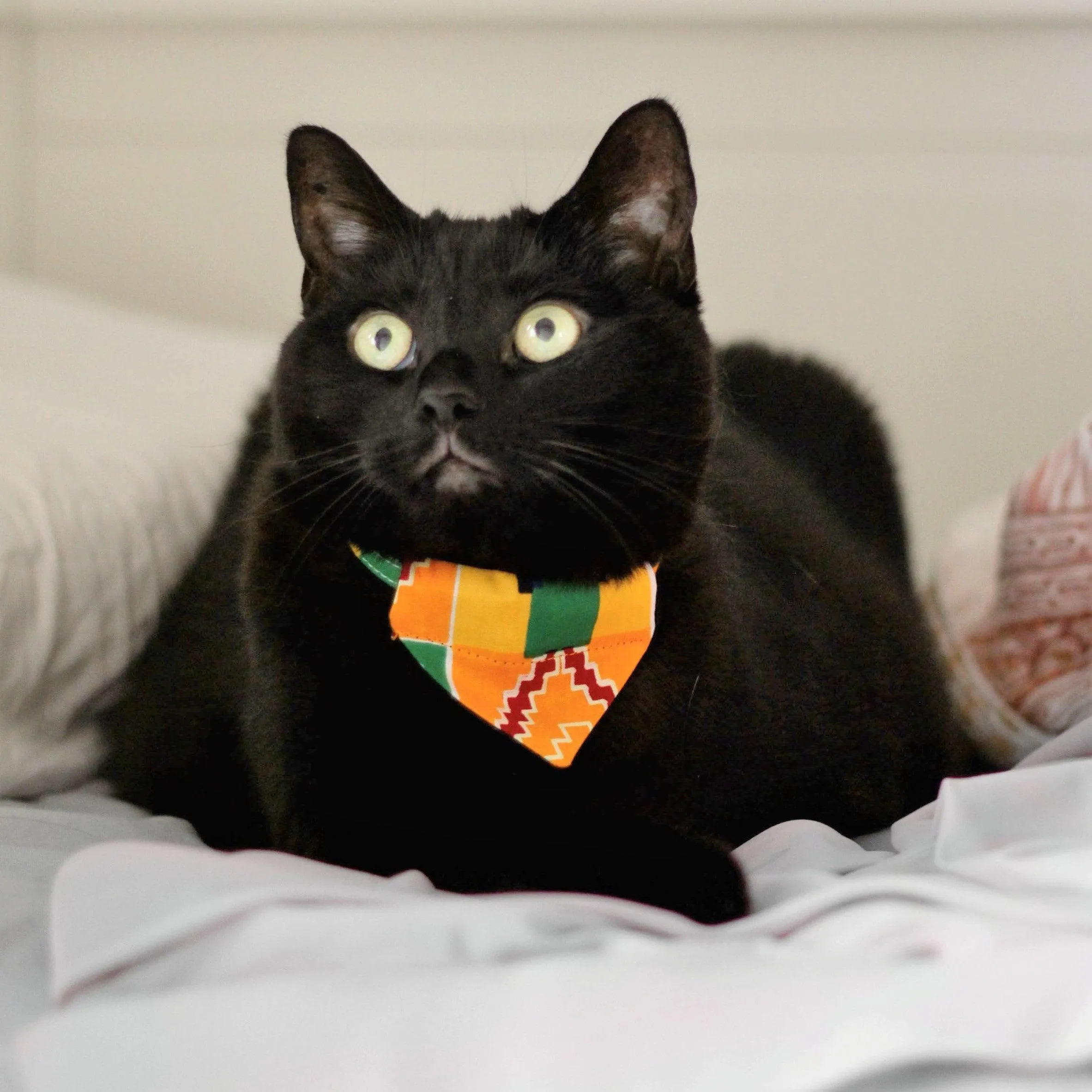 Kente Cat Bandana