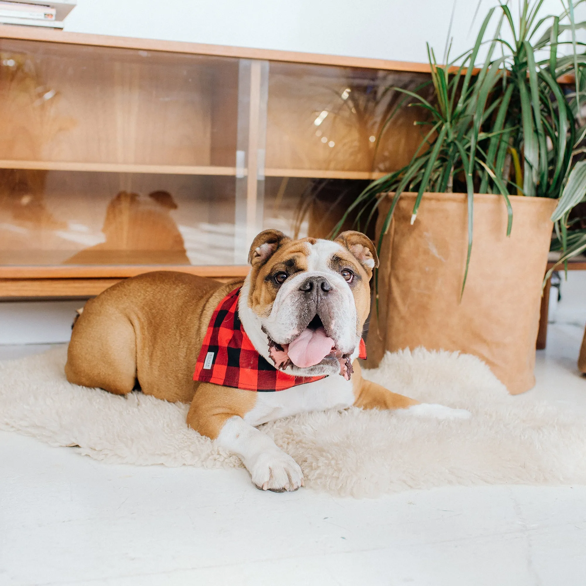 lake tahoe dog bandana - low stock!