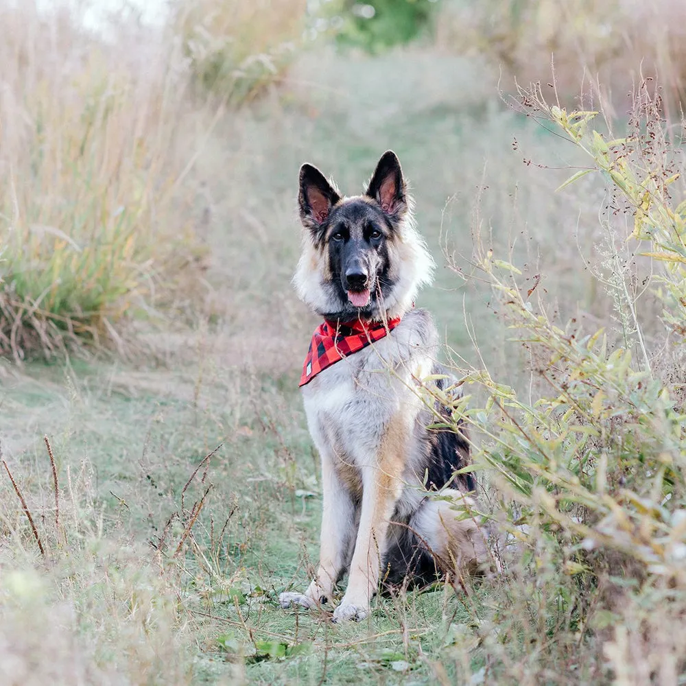 lake tahoe dog bandana - low stock!