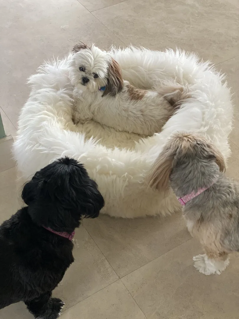 MEDIUM Ivory Sheepskin Pet Bed