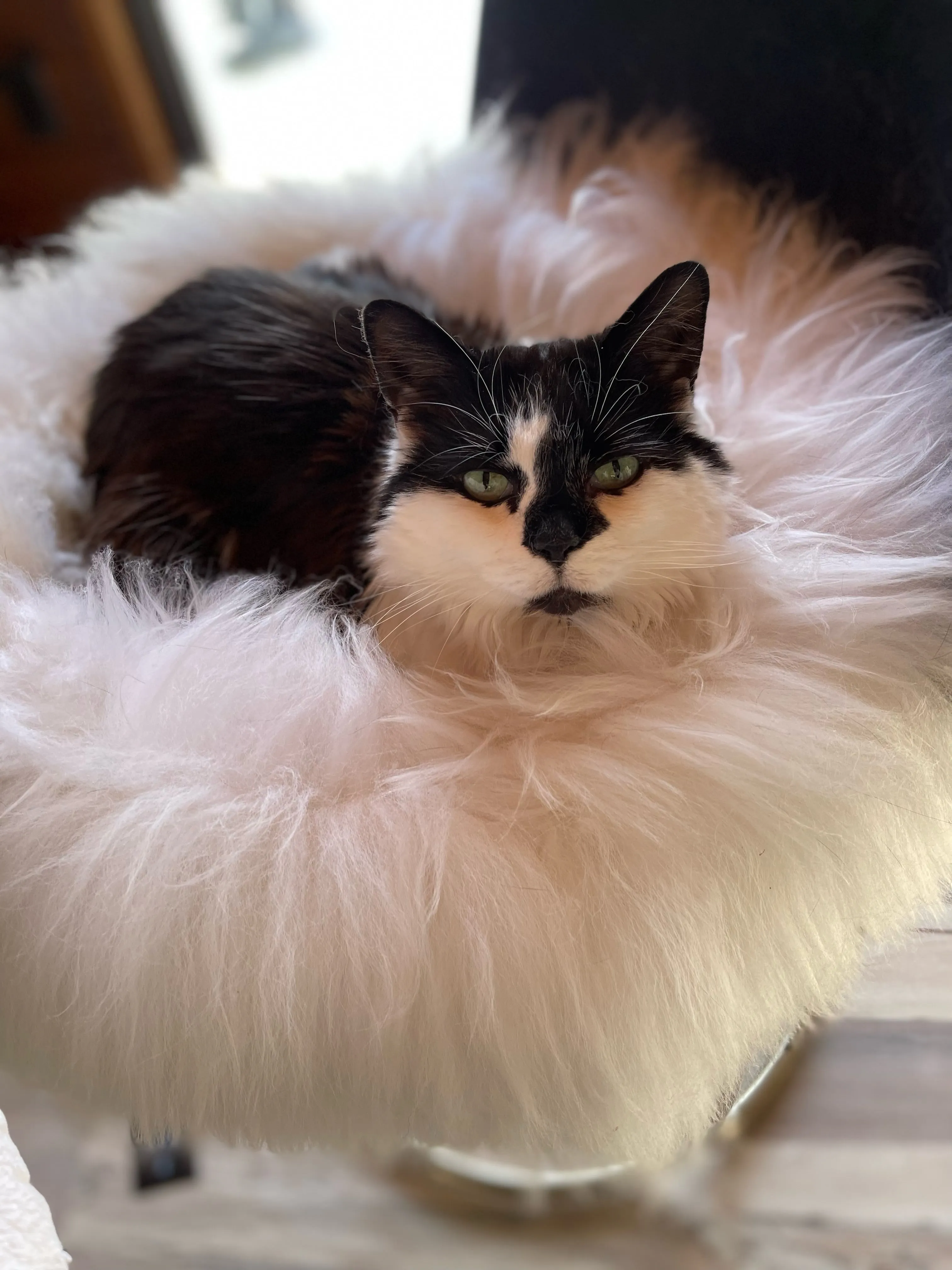 MEDIUM Ivory Sheepskin Pet Bed