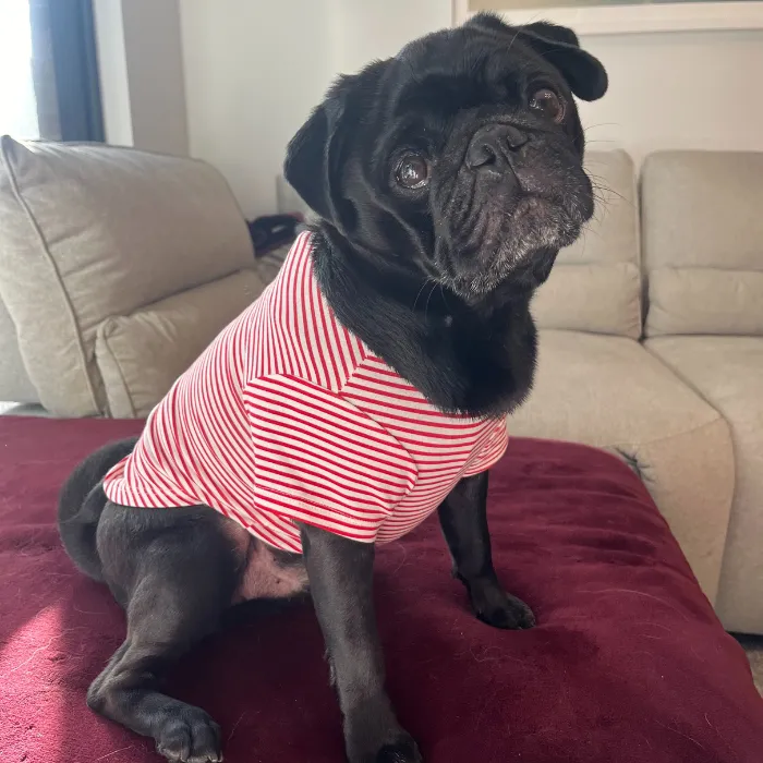 Pet T-Shirt  - Cozy Stripe