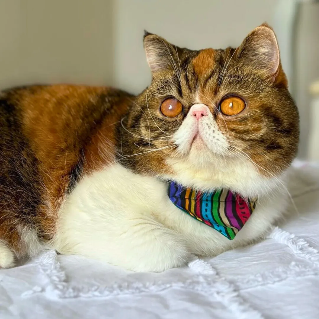 Rainbow Stripe Cat Bandana