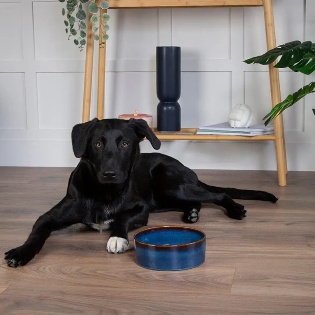 Scruffs Reactive Glaze Pet Bowl - Midnight Blue